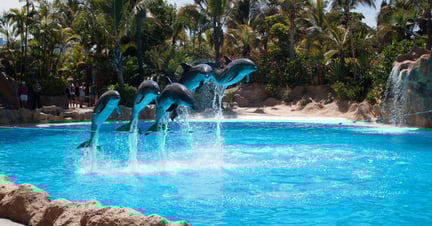 Five dolphins jumping out of the water simultaneously whilst performing during a show at Aqualand, Tenerife 