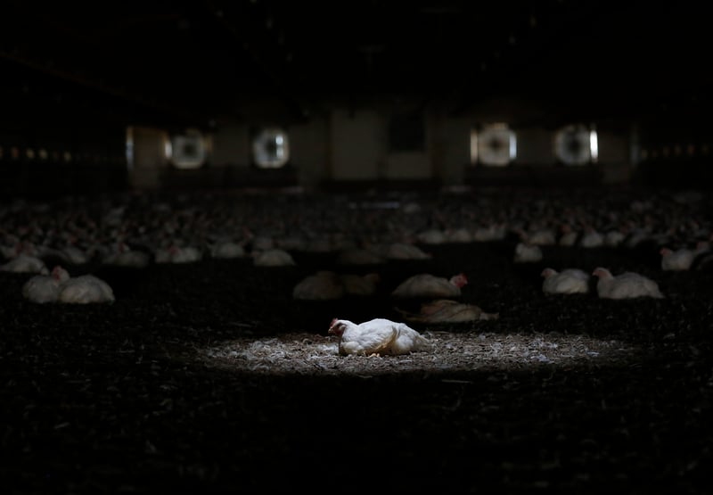 Chicken on a factory farm